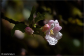 01-fleurs-pommier