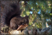 02-ecureuil-roux