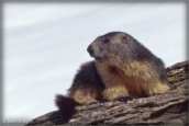 03-marmotte