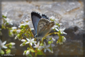 05-papillon-azure