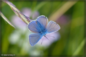 06-papillon-azure