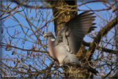 14-pigeon-ramier