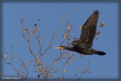 15-grand-cormoran