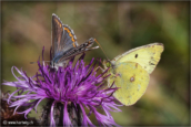 20-papillons-azure-pieride-centauree