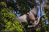 22-pigeon-ramier