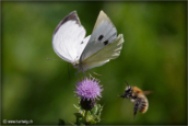 28-papillon-pieride-abeille-chardon