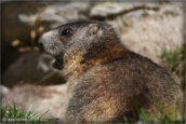 34-marmotte