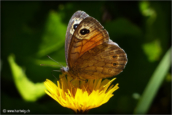37-papillon-fadet-des-garrigues