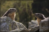 42-marmottes