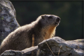47-marmotte