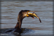 51-grand-cormoran