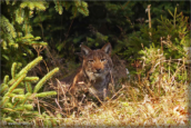 53-lynx-boreal