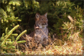 54-lynx-boreal