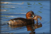 61-grebe-castagneux
