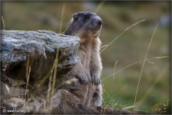 67-marmotte