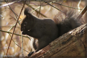 72-ecureuil-roux
