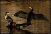 84-grand-cormoran